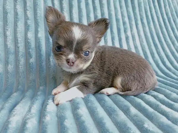 Chihuahua blue merle: Urok, ryzyko i odpowiedzialny wybór