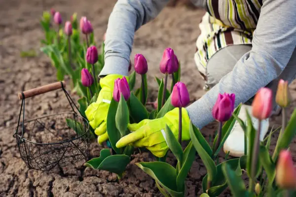 Ręce w zielonych rękawiczkach pielęgnują fioletowe tulipany. Rozpoczyna się uprawa tulipanów, a obok stoi koszyk.