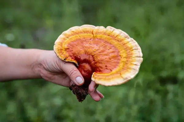 Une main tient un champignon reishi aux couleurs vives, évoquant ses nombreux bienfaits pour la santé.