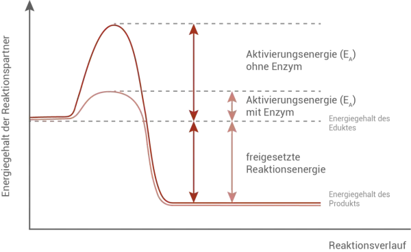 Diagramm zeigt, wie Enzyme die Aktivierungsenergie senken. Ohne Enzym ist die Aktivierungsenergie hoch, mit Enzym deutlich niedriger.