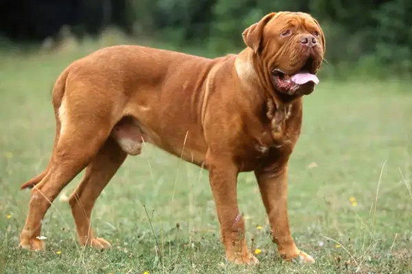 Potężny dog z Bordeaux, o rudym umaszczeniu, stoi na trawie, dysząc z otwartym pyskiem.