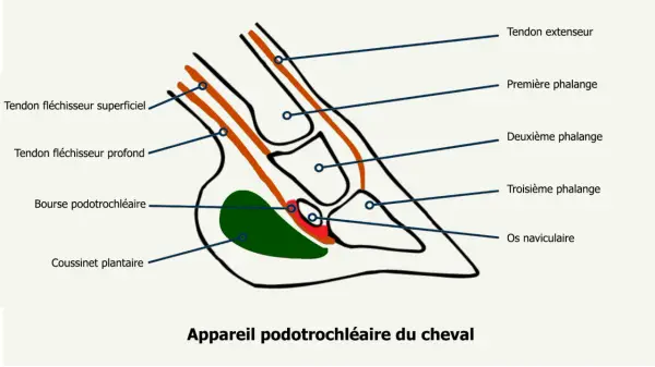 Schéma de l'appareil podotrochléaire du cheval, montrant tendons, phalanges, bourse et coussinet.