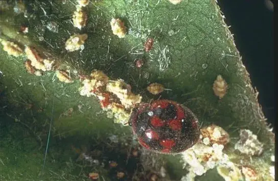 Mariquita sobre hoja con cochinillas. Un remedio para plantas pegajosas es usar depredadores naturales como esta mariquita.