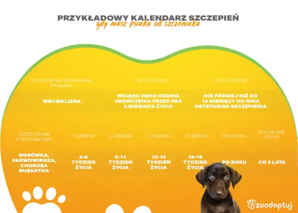 Kalendarz szczepień psa: wścieklizna po terminie, podstawowe szczepienia i dawki przypominające. Piesek czeka na opiekę.