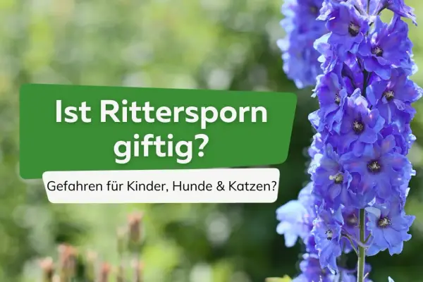 Blauer Rittersporn: Ist Rittersporn giftig? Gefahren für Kinder, Hunde & Katzen?