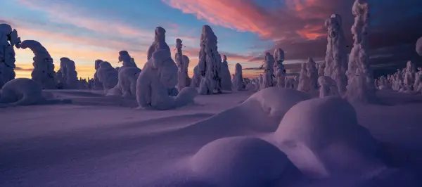 Vinter i Sverige: snötäckta träd formar surrealistiska skulpturer mot en rosa och blå gryningshimmel.