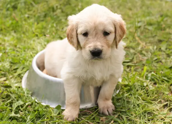 Uroczy szczeniak golden retriever siedzi w metalowej misce na trawie. Wygląda, jakby miał czkawkę u szczeniaka, ale jest po prostu bardzo słodki.