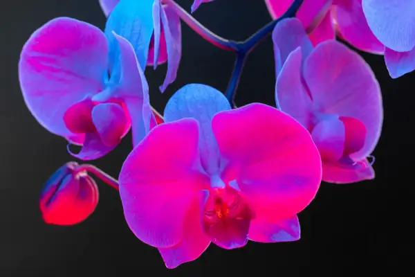 Różowe i fioletowe orchidee, których symbolika jest bogata, rozkwitają w blasku neonów.