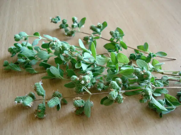Gałązki oregano z pąkami kwiatowymi, gotowe do zbioru. Idealne do domowej oregano uprawy.
