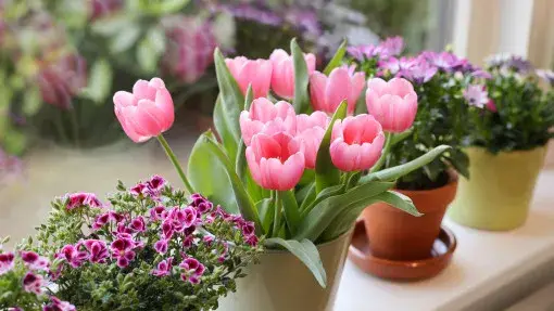 Domowe tulipany DIY: Magiczne sposoby na piękne kwiaty bez wysiłku