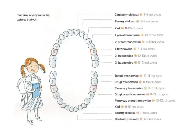 Schemat zębów stałych i ich wyrzynania. Ząbkowanie 5-tki objawy mogą być podobne do innych zębów.
