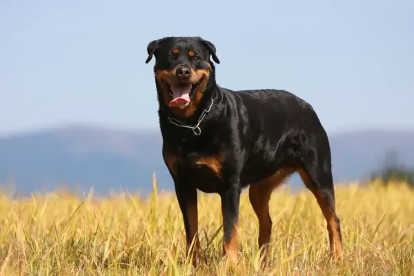 Potężny rottweiler waga idealna, stoi na tle złotego pola i błękitnego nieba.