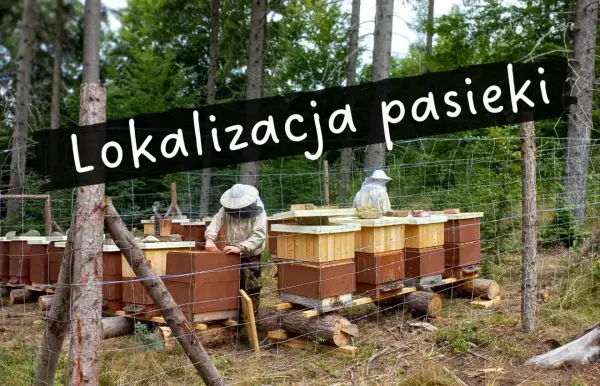 Ustawianie uli w lesie. Pasieka pod lasem, gdzie pszczelarze w strojach ochronnych pracują przy ulach.