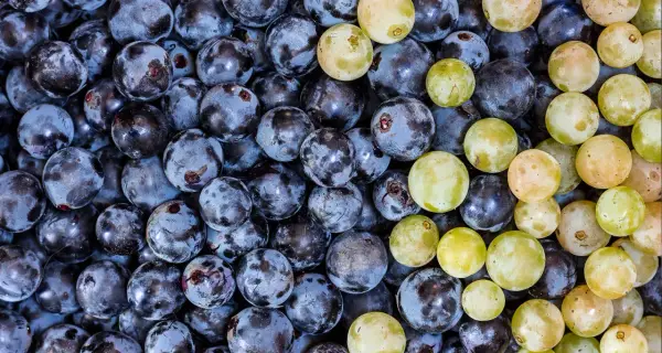Nahaufnahme von dunklen und hellen Trauben, die an die Herstellung von Wein mit Sulfite erinnern.