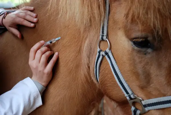 Un vétérinaire administre une injection à un cheval, peut-être pour prévenir un coup de sang.