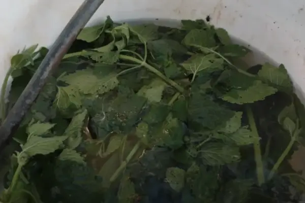 Foglie verdi di ortica immerse in acqua, pronte per diventare un macerato nutriente per le piante.
