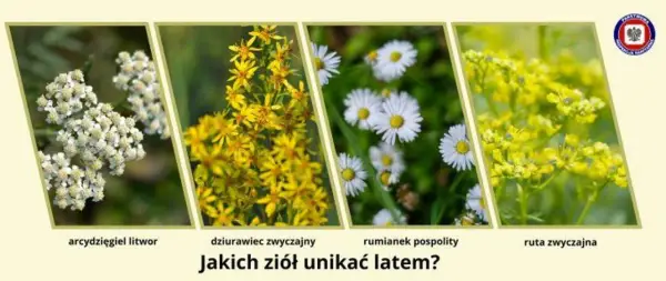 Rumianek czy chwast? Rozpoznaj prawdziwe zioło i uniknij pomyłki.
