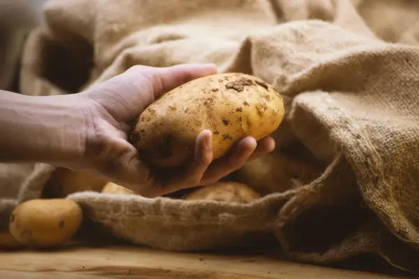 Hand holds a potato, ready to store them in a burlap sack.