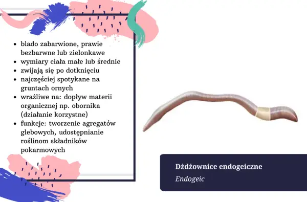 Dżdżownica endogeiczna, blada, zwijająca się po dotknięciu. Długość życia dżdżownicy zależy od gatunku i warunków.