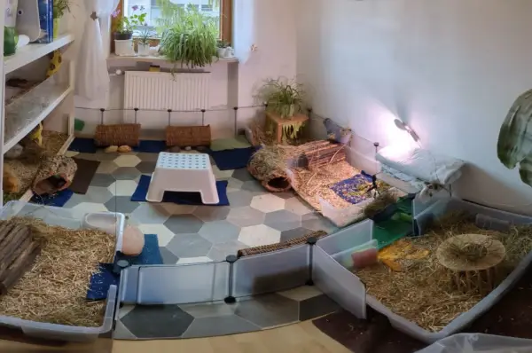Ein geräumiges Meerschweinchen Gehege, inspiriert von Kallax Regalen, mit viel Einstreu, Häusern und Verstecken für die kleinen Nager.