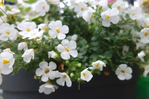 Un tapis de petites fleurs blanches, comme une **bacopa fleur**, décore un pot. Leurs cœurs jaunes apportent une touche de lumière.