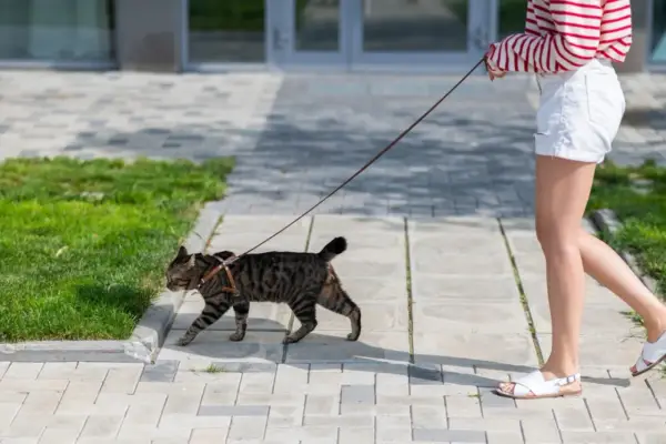 Zwinny kot na smyczy spaceruje po chodniku obok trawnika.