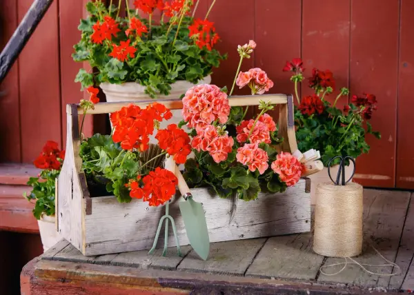 Piękne pelargonie w skrzynce, obok narzędzia ogrodnicze. Brak oznak chorób pelargonii, tylko zdrowy, bujny wzrost.