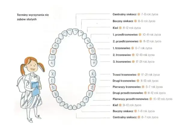 Schemat przedstawia nazwy zębów stałych i terminy ich wyrzynania. Dziewczynka z plecakiem uczy się o zębach.