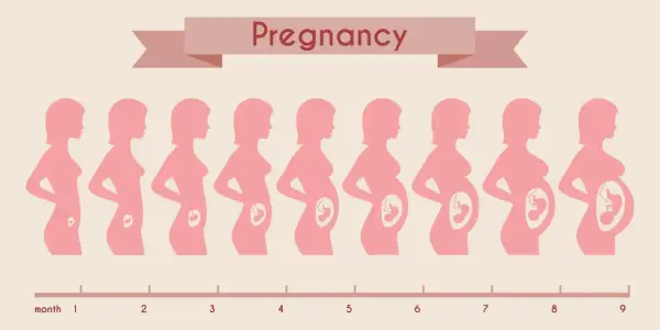 Sylwetki kobiet pokazujące rozwój ciąży od 1 do 9 miesiąca. Od kiedy zaczyna się 3 trymestr? Od 7 miesiąca.