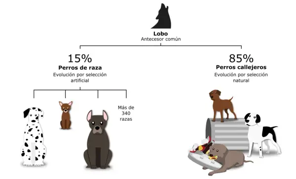 Diagrama de la historia de perros: lobo ancestro común, 15% perros de raza (selección artificial) y 85% perros callejeros (selección natural).