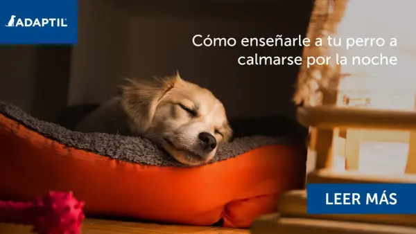 Un tierno cachorro duerme plácidamente en su cama. Descubre cómo hacer que un cachorro duerma toda la noche.