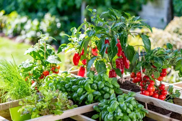 Ein Hochbeet mit Tomaten, Basilikum, Salat und roten Paprika. Sie sind gute Nachbarn im Garten und wachsen prächtig.