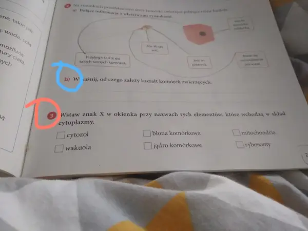 Kształt komórki zwierzęcej - Dlaczego funkcja decyduje o wyglądzie?