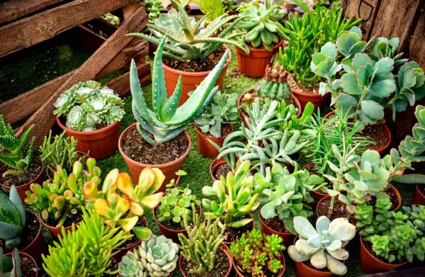 Variedad de plantas crasas en macetas, incluyendo aloe vera y suculentas de diversas formas y colores, dispuestas sobre césped artificial.