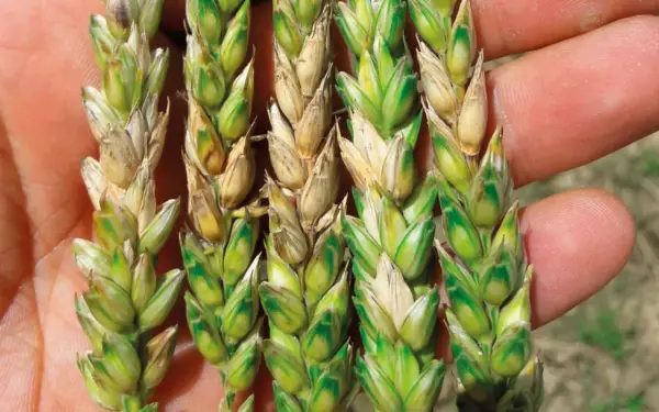 Épis de blé affectés par *Fusarium graminearum*, montrant des grains décolorés et une croissance anormale.