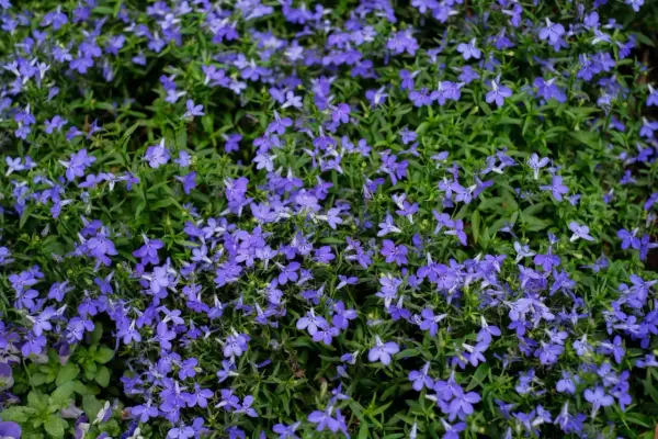 Niebieskie lobelie kwitną obficie, tworząc dywan kwiatów. Zastanawiasz się nad lobelia zimowanie? Te drobne kwiaty mogą przetrwać zimę w odpowiednich warunkach.