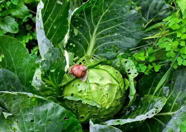 Lumaca su cavolo, un esempio di antilumaca naturale fai da te. Le foglie verdi sono bucherellate, ma la lumaca sembra godersi il suo pasto.