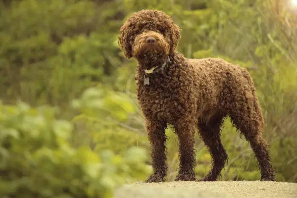 Brązowy lagotto romagnolo z kręconą sierścią stoi na tle zieleni.