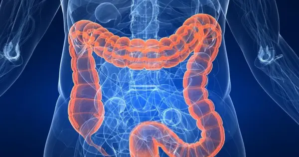 Anatomia jelita grubego, pomarańczowy, widoczny wewnątrz niebieskiego szkieletu ludzkiego. Badanie asamax.