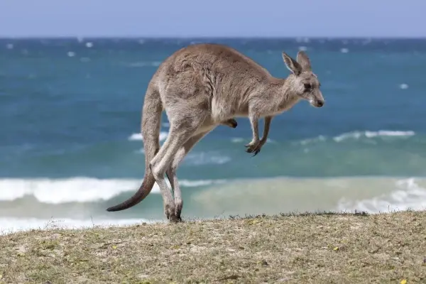 Ciekawostki o Australii - Poznaj kraj, który zaskakuje!