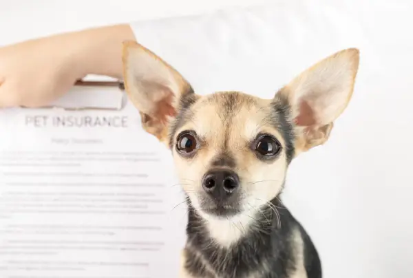 Mały piesek patrzy w obiektyw. Obok dokument "PET INSURANCE". Czy to przyszły pacjent behawiorysty?
