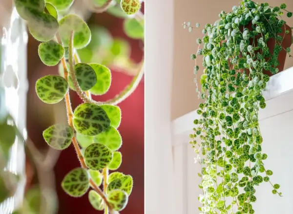 Peperomia prostrata, roślina o okrągłych liściach przypominających skorupy żółwi, tworzy kaskady zieleni.
