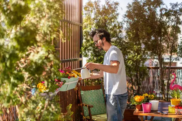 Un homme arrose une plante brise-vue qui pousse vite en bac sur son balcon ensoleillé.