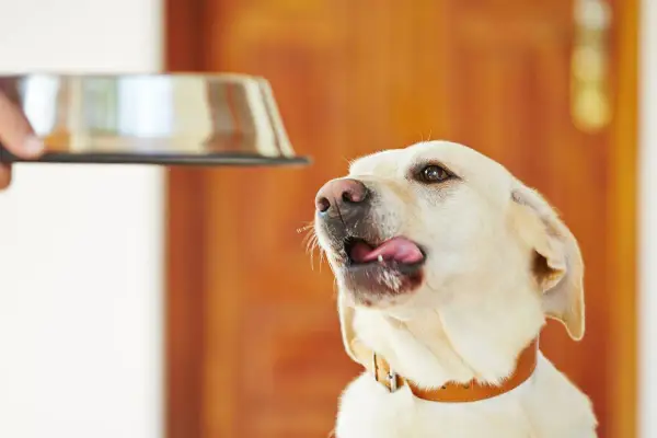 Syndrom głodowy labradora: Geny, choroba, czy dieta?