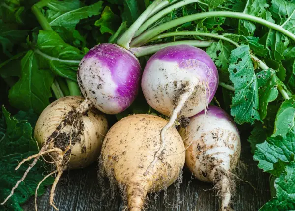 Navets fraîchement récoltés, prêts à être cuisinés. L'idéal pour planter des navets et profiter de ce légume racine.