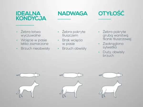 Jak odchudzić psa? Porównanie idealnej kondycji, nadwagi i otyłości u psów.