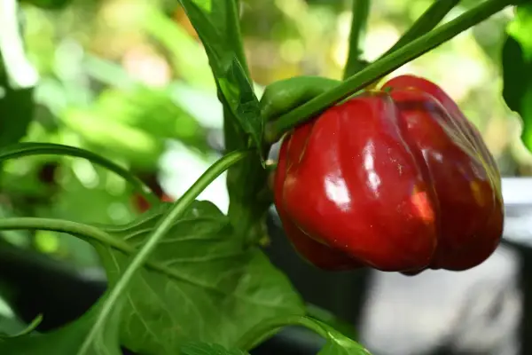 Reife rote Paprika am Strauch. Beim Paprika selber ziehen ist es wichtig zu wissen, dass die Früchte nicht giftig sind.