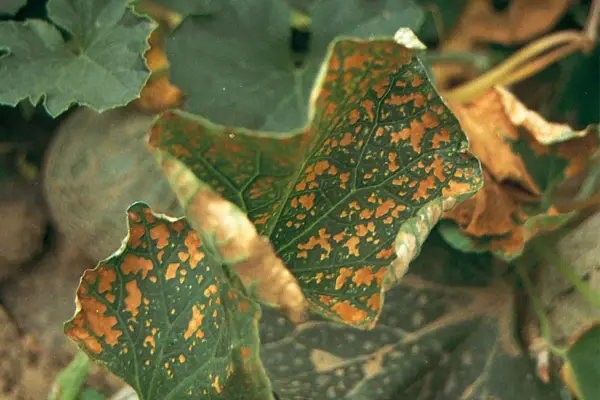 Foglie di zucca con macchie marroni, sintomo di carenza di calcio. Rimedi naturali per piante sane.