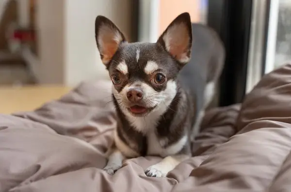 Czy chihuahua gubi sierść? Oto co musisz wiedzieć o linieniu