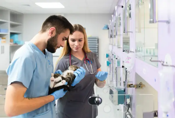 Weterynarze w przychodni weterynaryjnej Vetamicor troskliwie badają małego kotka.